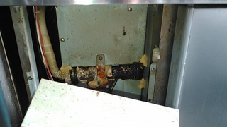 まだまだ暖かい所に潜むゴキブリ達 3