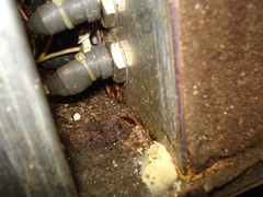 ゴキブリの季節がやってきました 3