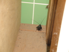 ゴミの臭いに誘われて 2